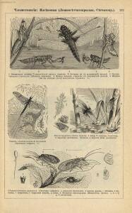 Альбом картин по зоологии низших животных 1904 года - rsl01003722500_125.jpg