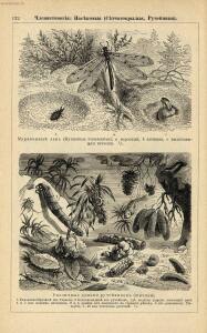Альбом картин по зоологии низших животных 1904 года - rsl01003722500_126.jpg