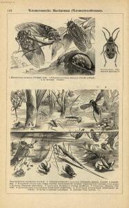 Альбом картин по зоологии низших животных 1904 года - rsl01003722500_128.jpg