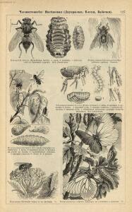 Альбом картин по зоологии низших животных 1904 года - rsl01003722500_131.jpg
