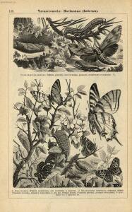 Альбом картин по зоологии низших животных 1904 года - rsl01003722500_132.jpg