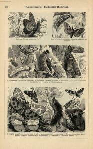 Альбом картин по зоологии низших животных 1904 года - rsl01003722500_134.jpg
