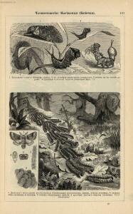 Альбом картин по зоологии низших животных 1904 года - rsl01003722500_135.jpg
