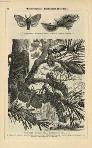 Альбом картин по зоологии низших животных 1904 года - rsl01003722500_136.jpg