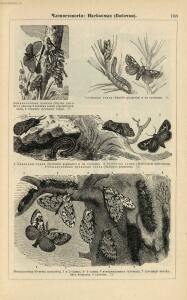 Альбом картин по зоологии низших животных 1904 года - rsl01003722500_137.jpg