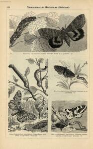 Альбом картин по зоологии низших животных 1904 года - rsl01003722500_138.jpg