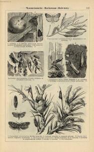 Альбом картин по зоологии низших животных 1904 года - rsl01003722500_139.jpg