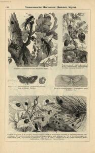 Альбом картин по зоологии низших животных 1904 года - rsl01003722500_140.jpg