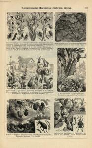 Альбом картин по зоологии низших животных 1904 года - rsl01003722500_141.jpg