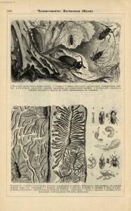 Альбом картин по зоологии низших животных 1904 года - rsl01003722500_142.jpg