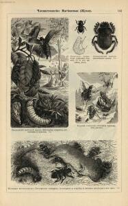 Альбом картин по зоологии низших животных 1904 года - rsl01003722500_145.jpg