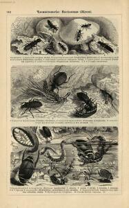 Альбом картин по зоологии низших животных 1904 года - rsl01003722500_146.jpg