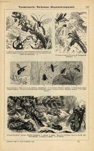 Альбом картин по зоологии низших животных 1904 года - rsl01003722500_149.jpg