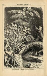Альбом картин по зоологии низших животных 1904 года - rsl01003722500_158.jpg