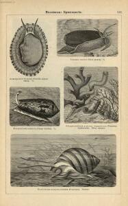 Альбом картин по зоологии низших животных 1904 года - rsl01003722500_159.jpg