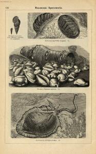 Альбом картин по зоологии низших животных 1904 года - rsl01003722500_160.jpg