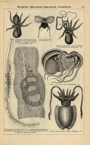 Альбом картин по зоологии низших животных 1904 года - rsl01003722500_161.jpg