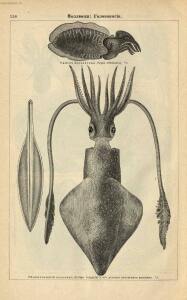 Альбом картин по зоологии низших животных 1904 года - rsl01003722500_162.jpg