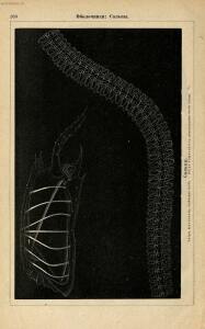 Альбом картин по зоологии низших животных 1904 года - rsl01003722500_164.jpg