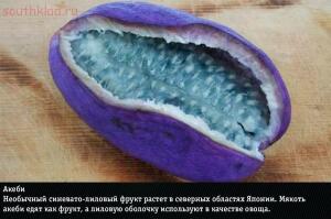 10 самых экзотических фруктов: фото и названия - 04-dPWDsdc_tiM.jpg