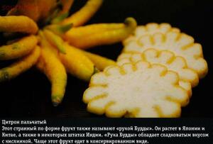 10 самых экзотических фруктов: фото и названия - 07-5uafu5v9adE.jpg