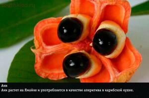 10 самых экзотических фруктов: фото и названия - 08-Hqh2aZyJgr8.jpg