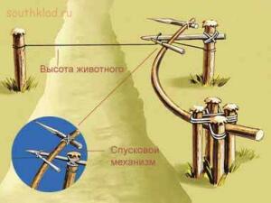 6 простых капканов для добычи пищи в лесу - 4-vSIiUub8bd4.jpg