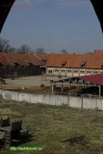 Тракенненский конный завод