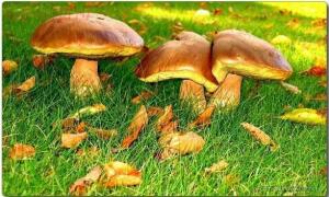 Правила сбора грибов: что нужно знать в сезон сбора грибов? - HKELCPEClIw.jpg