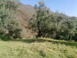 маслины наверное со времён основания монастыря
