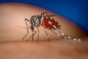 В Каменске появился азиатский тигровый комар, переносчик вируса Зика и лихорадки Западного Нила - H_XctxL3ukY.jpg
