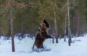 10 правил выживания в зимнем лесу - TBpgqu4cmbM.jpg