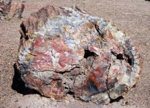 На ЗEMЛЕ лесов нет Видео для думающих - petrified-forest-national-park-1899443_960_720.jpg