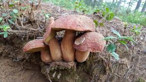 В лес по грибы  - JSDrbStKYnE.jpg