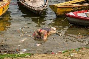 Священная река Ганг - 11345785054-decomposed-corpse-dead-man-floating-ganges-river-india.jpg