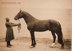 Выставка племенныхъ лошадей. Москва. 1896 годъ. - 6-XyBjo3zss1s.jpg