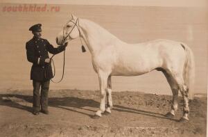 Выставка племенныхъ лошадей. Москва. 1896 годъ. - 7-UAojgPuD7Qs.jpg