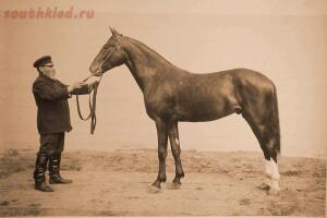 Выставка племенныхъ лошадей. Москва. 1896 годъ. - 1-CKrcwilHyaA.jpg