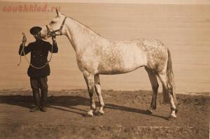 Выставка племенныхъ лошадей. Москва. 1896 годъ. - 2-iek1sr8M9Wo.jpg