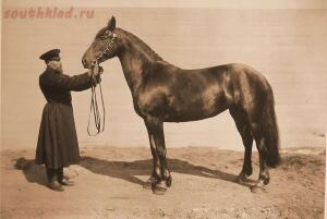 Выставка племенныхъ лошадей. Москва. 1896 годъ. - 3-P-IxSukZ-w4.jpg