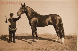 Выставка племенныхъ лошадей. Москва. 1896 годъ. - 4-lugM1J7mxCI.jpg