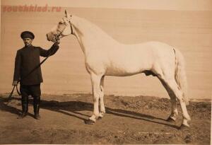 Выставка племенныхъ лошадей. Москва. 1896 годъ. - 5-YAEax_VMTvg.jpg