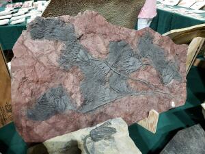 Окемелости на выставке минералов в Дэнвере. - 5.jpg