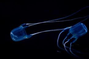 Медуза-убийца размером с ноготь