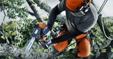 Как производится удаление аварийных деревьев