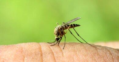 Как избавиться от комаров на дачном участке своими руками