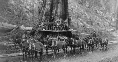 Лесорубы и гигантские деревья 1892-1937 гг.