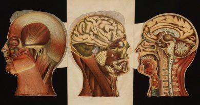 Голова. Строение человеческой головы и отправления важнейших ея органов 1900 год