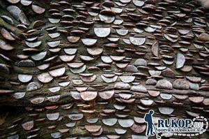 Фотографии кладов - money-tree-4.jpg