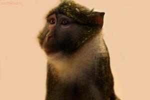 Выставка обезьян... и других пресмыкающихся - DSC_0096.jpg